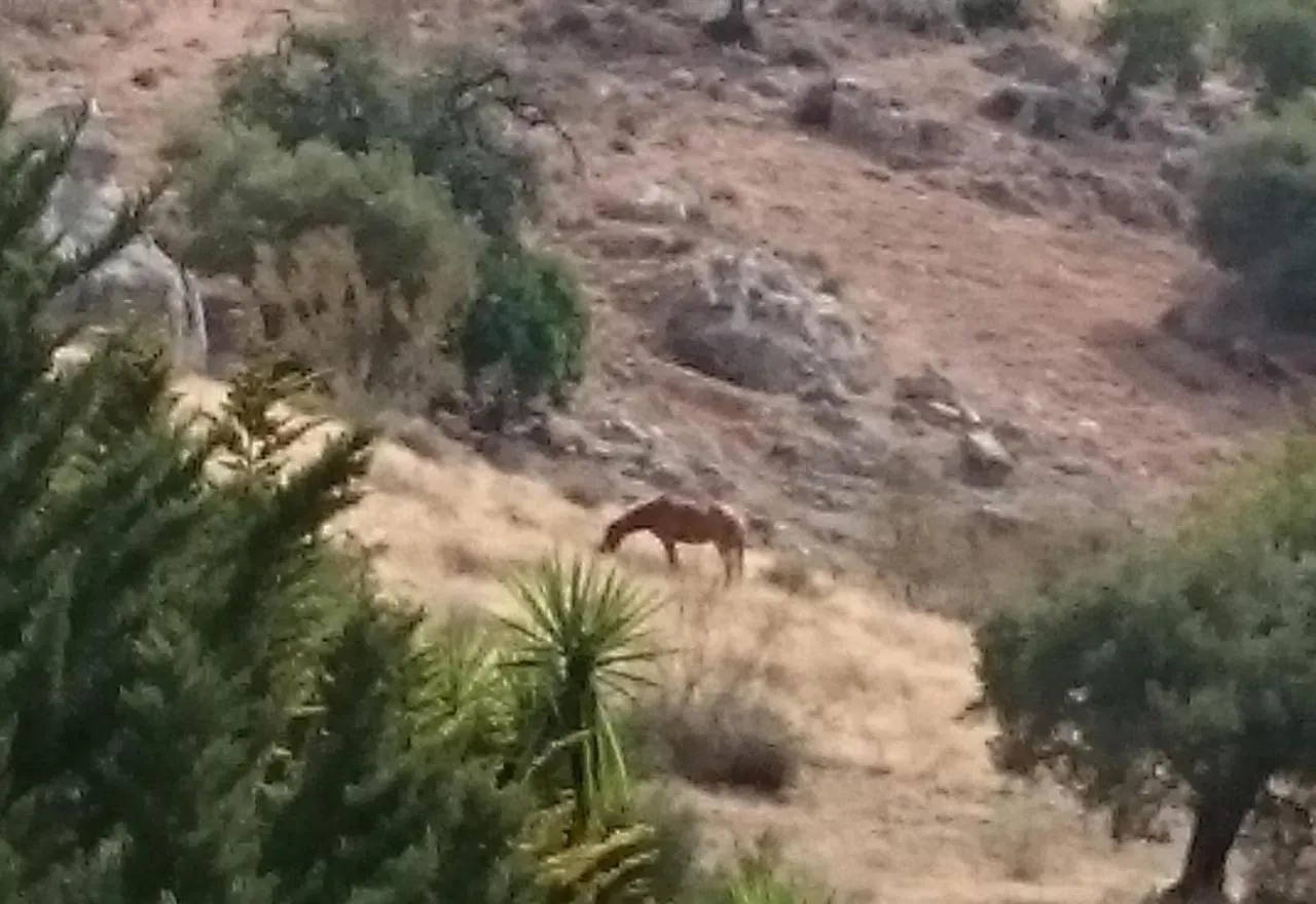 Finca Santa Matilde מאלגה בית כפרי